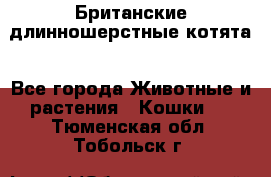 Британские длинношерстные котята - Все города Животные и растения » Кошки   . Тюменская обл.,Тобольск г.